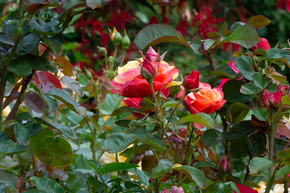 BVP Butchart Gardens-1016
