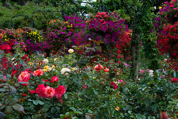 BVP Butchart Gardens-1015