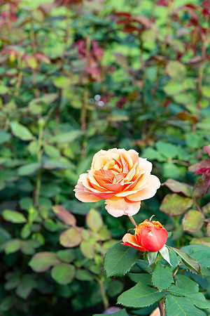 BVP Butchart Gardens-1020