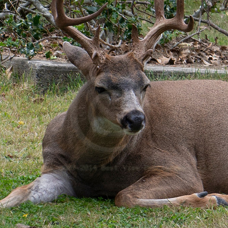 BVP Victoria Canada-2017