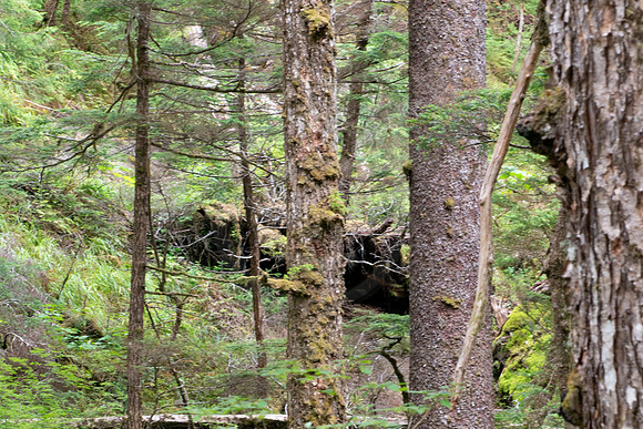 BVP 2025 Sitka-7008