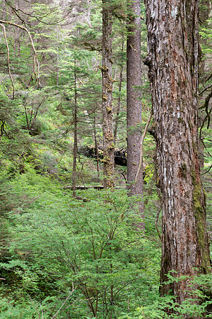 BVP 2025 Sitka-7007