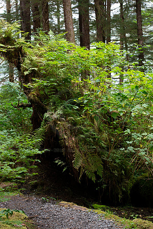 BVP 2025 Sitka-7009