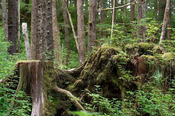 BVP 2025 Sitka-7015