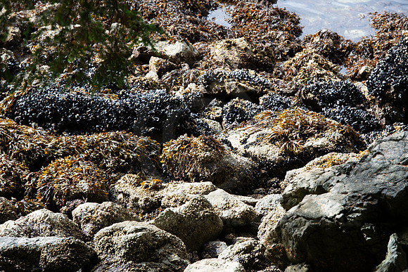 BVP 2025 Sitka-7019