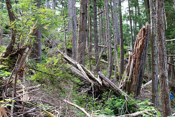 BVP 2025 Sitka-7017