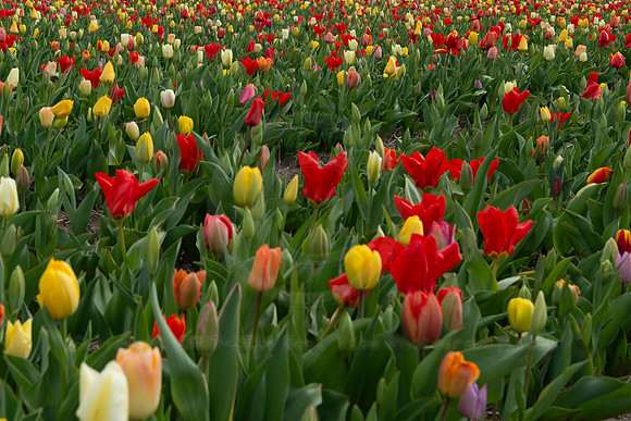 BVP Trips - Day 103-3020