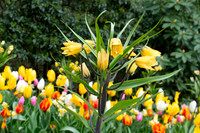 Tulip Bike Tour & Keukenhut Tulips