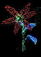 Festival of Lights